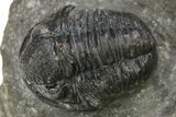 Bargain, Detailed Gerastos Trilobite Fossil - Morocco #275226-2